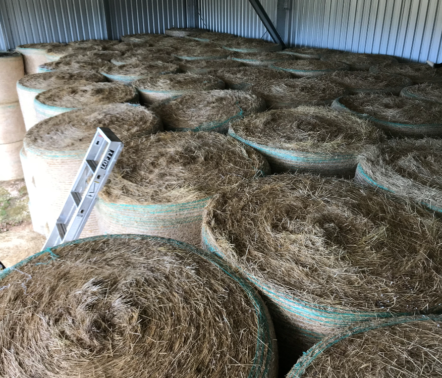 Ryegrass/Clover Rolls Hay & Fodder Rye Grass Hay For Sale
